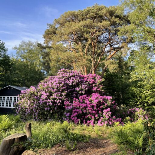 Sommerhusene bag Lyngkroen